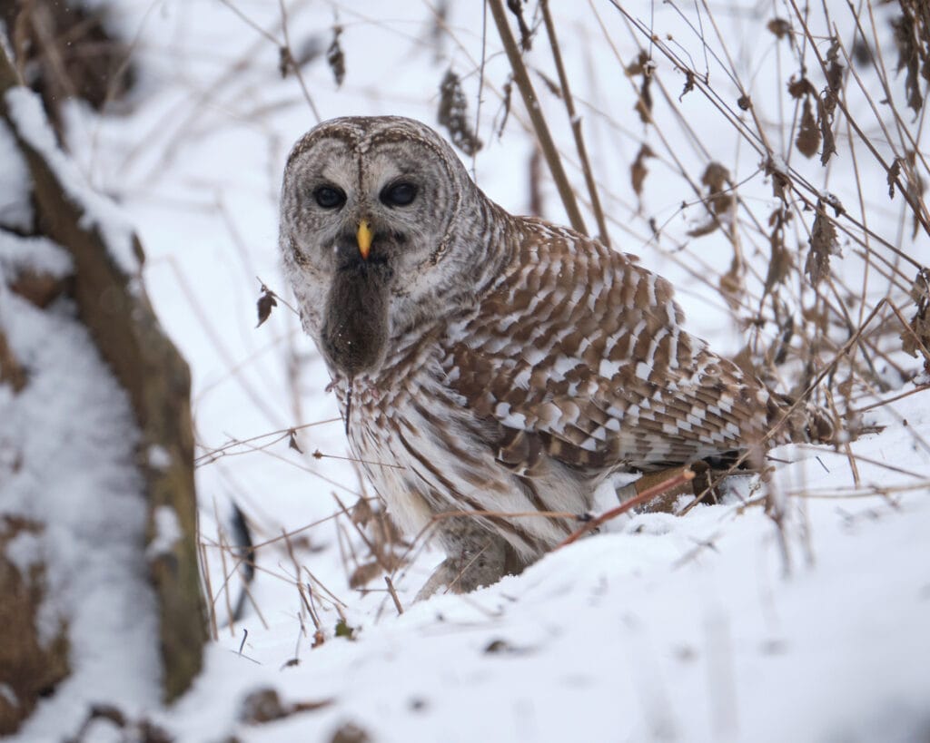barred owl with a mouse
