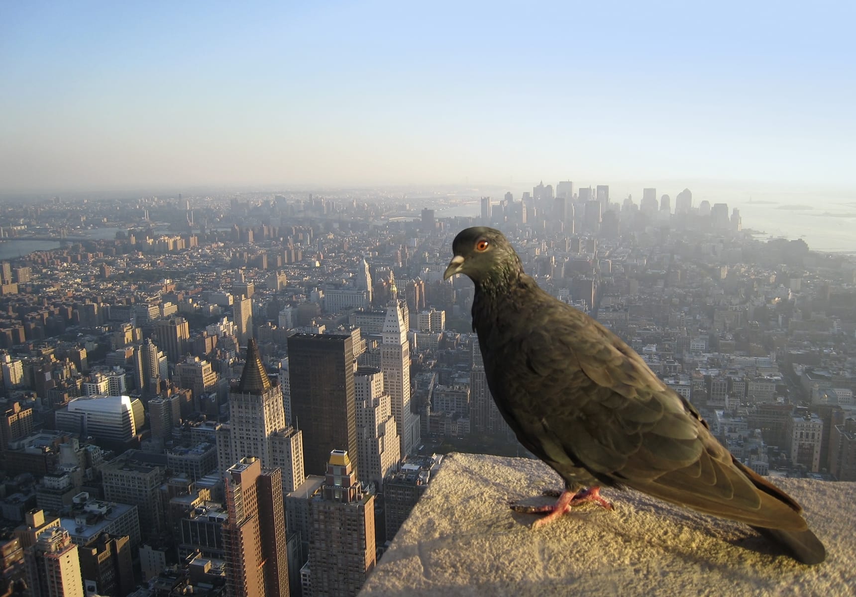 Birds in NYC Top 19 Most Common Birds