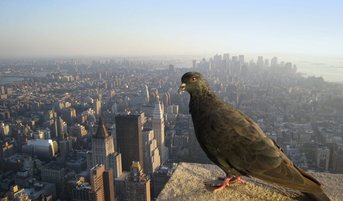 birds in NYC