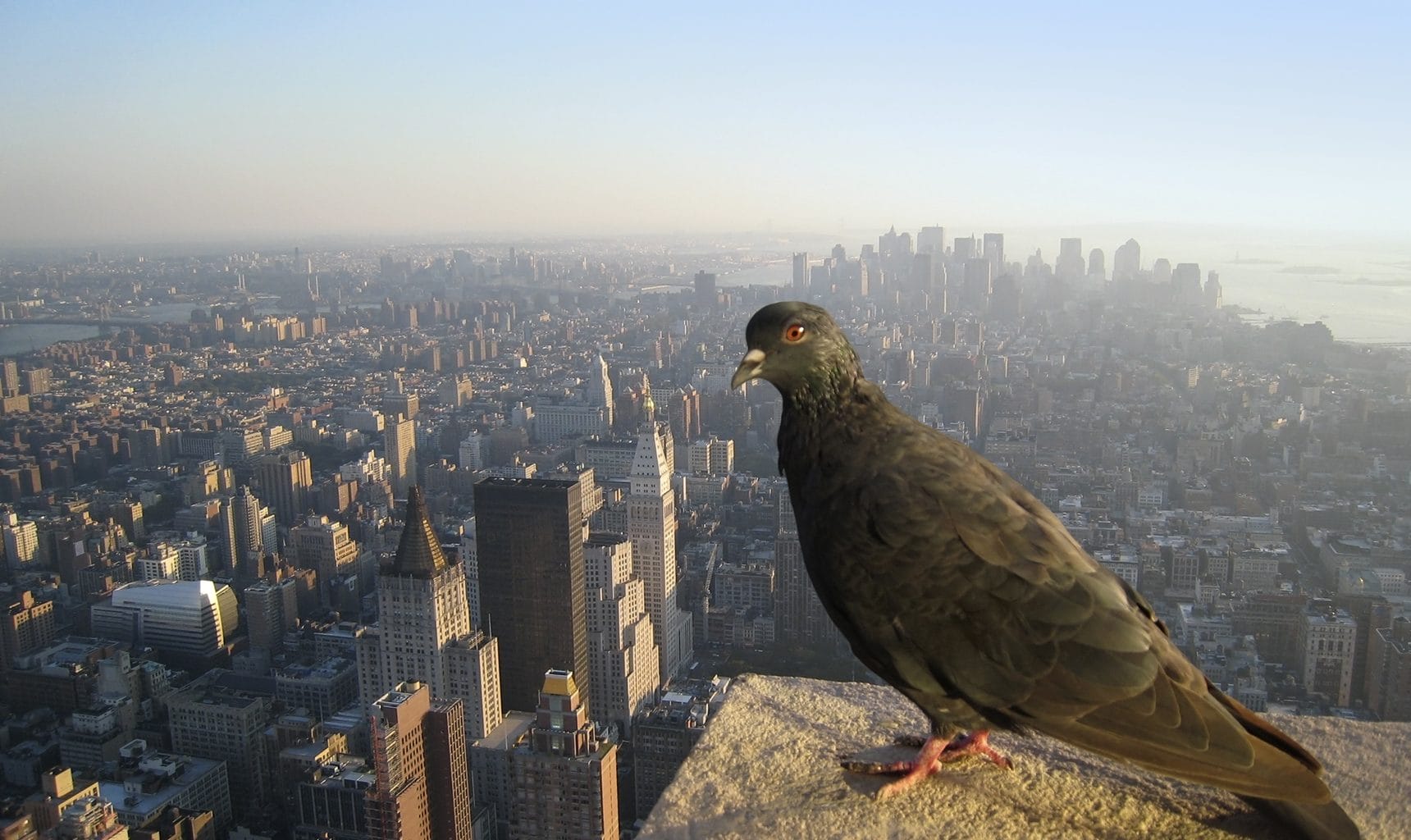 birds in NYC