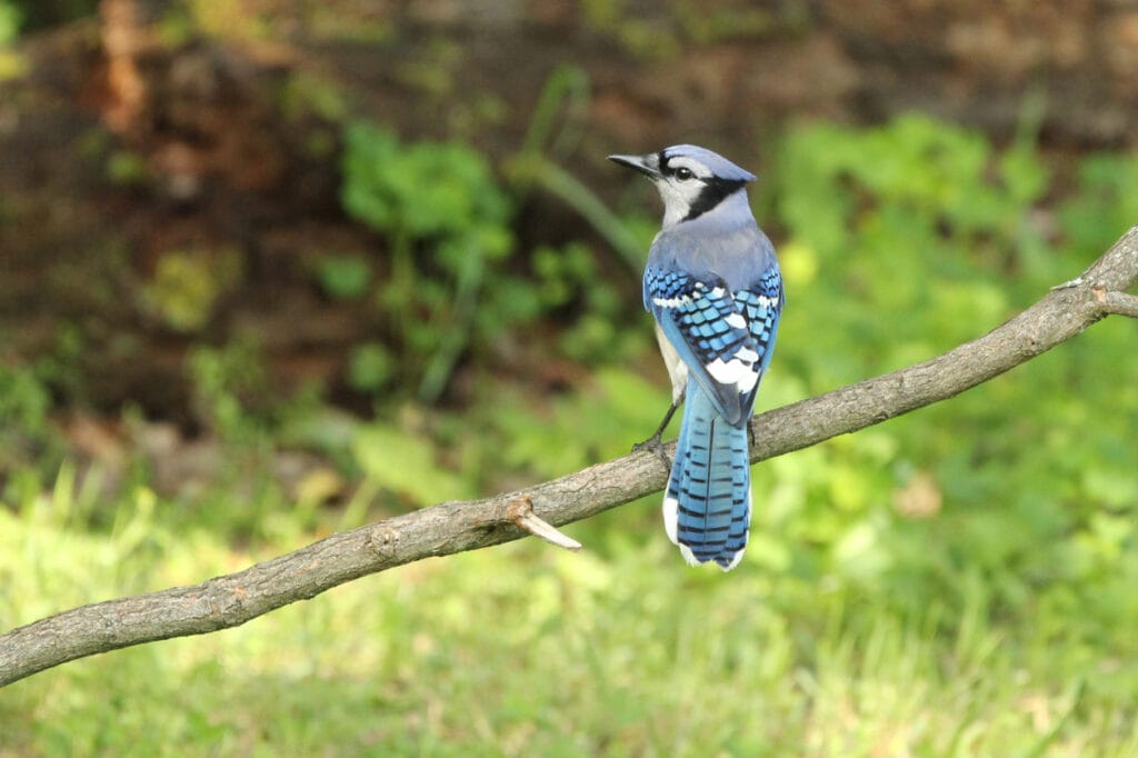 blue jay in nyc