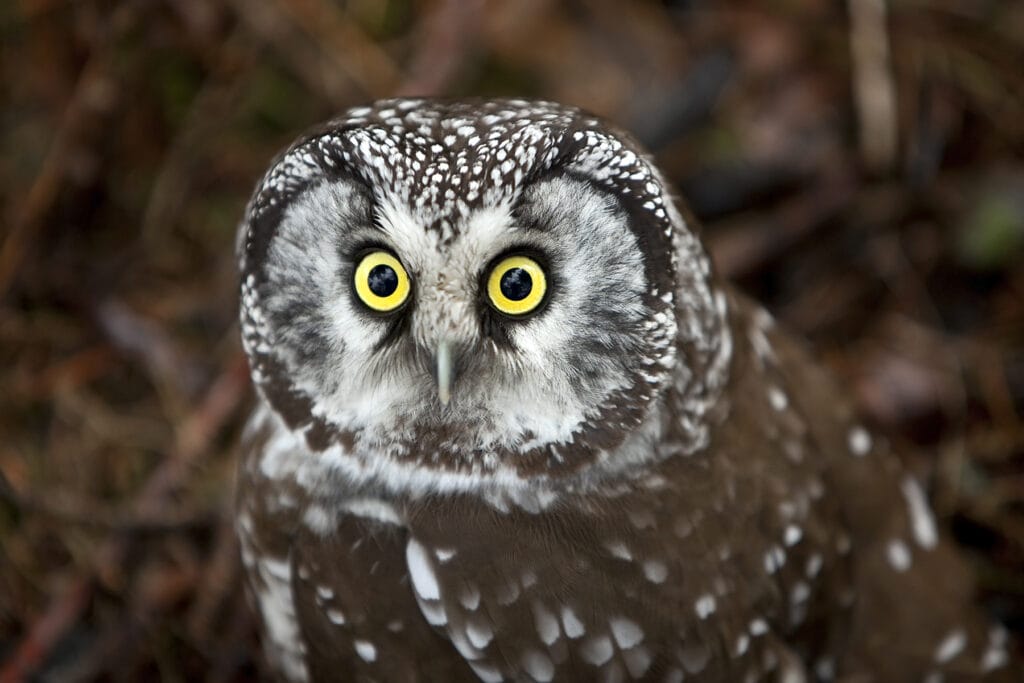 boreal owl close up