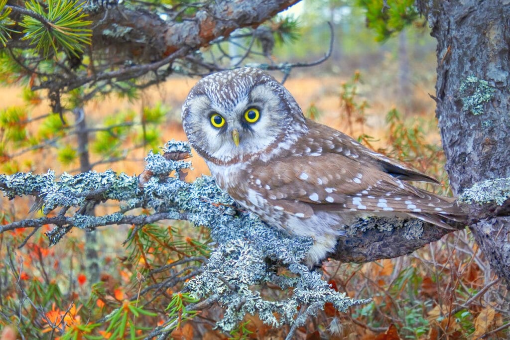 boreal owl in north carolina