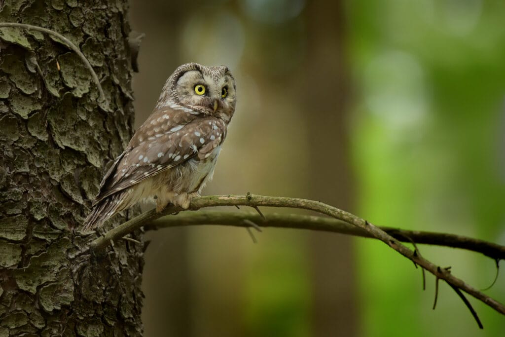 boreal owl in new jersey