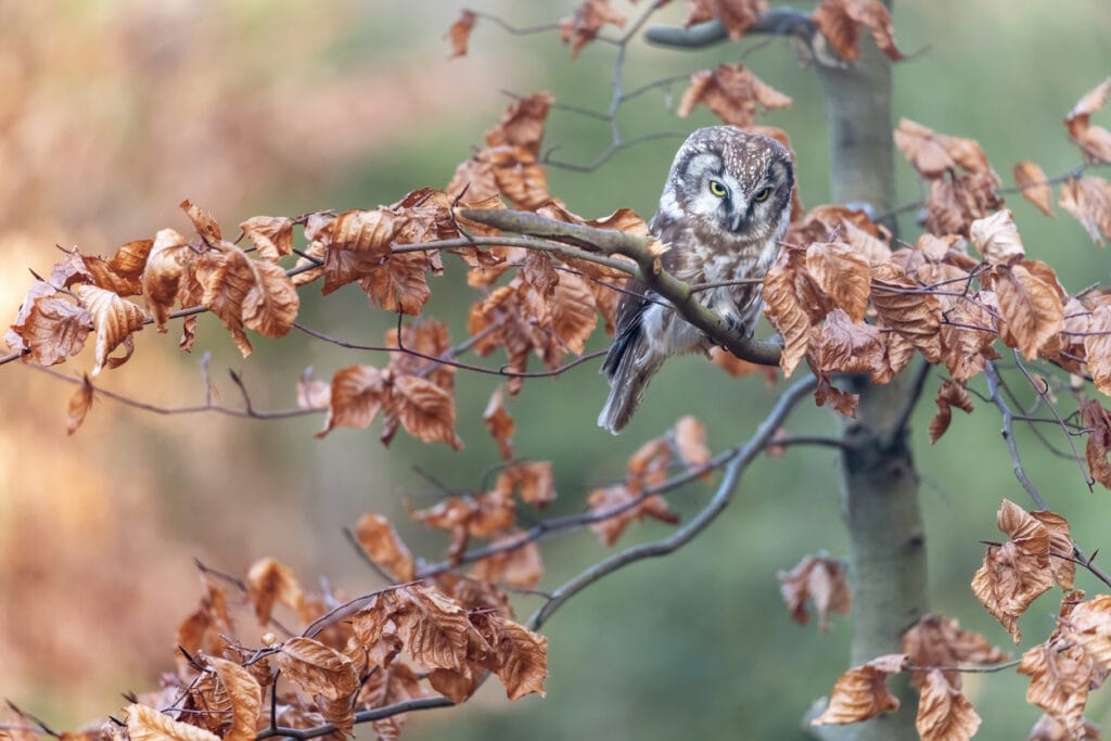 boreal owl on branches