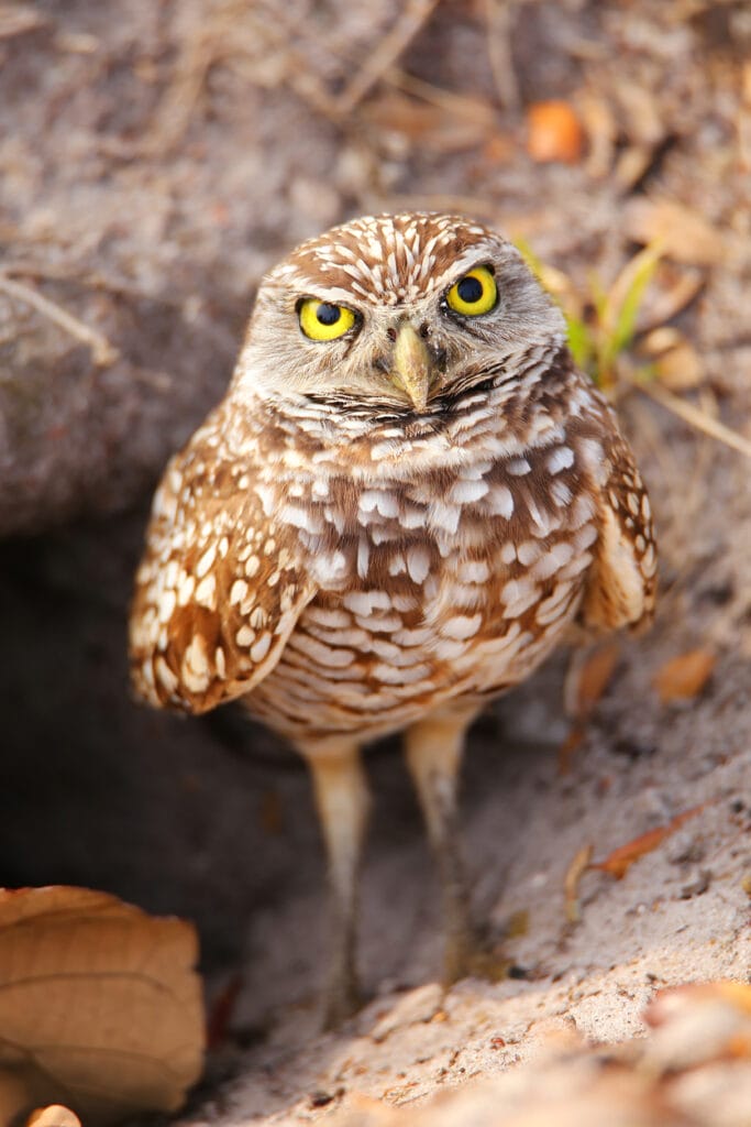 burrowing owl in southern california