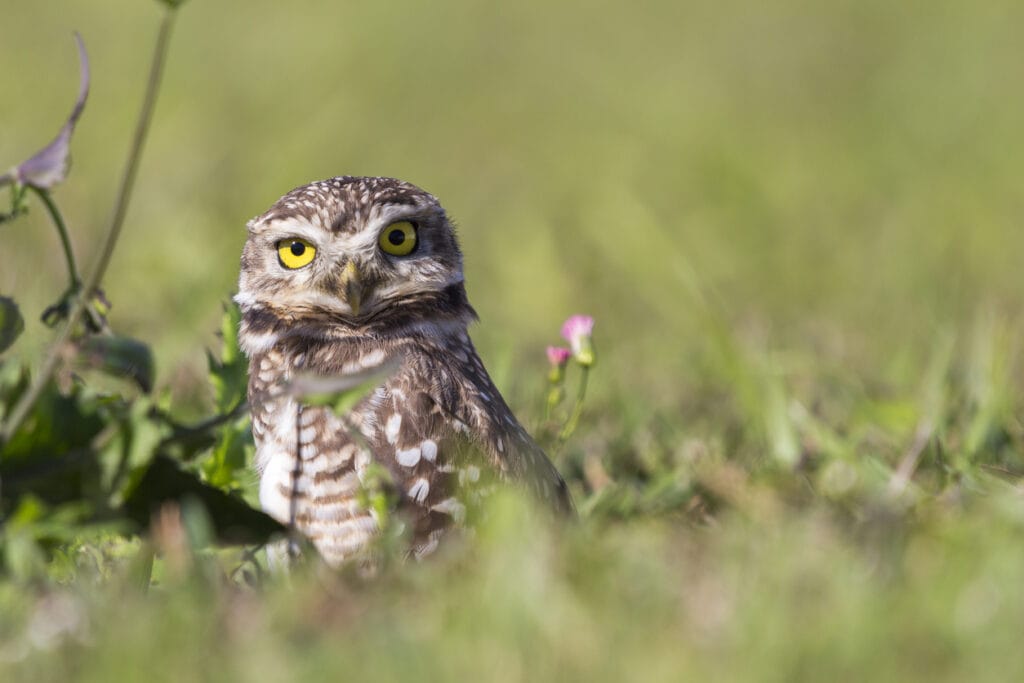 burrowing owl in iowa