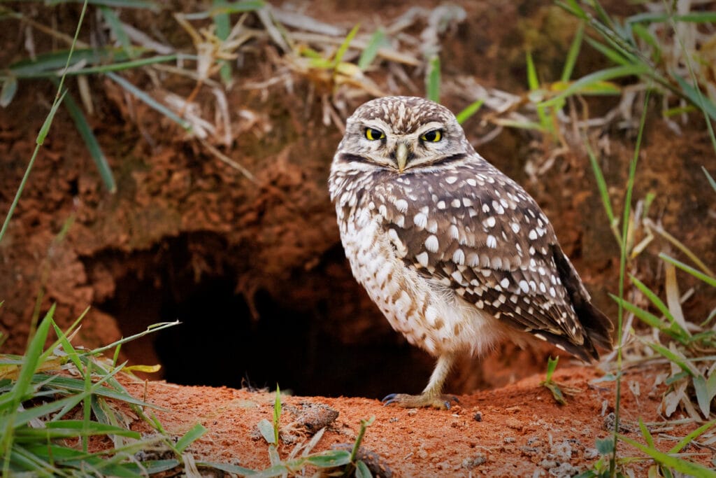 Burrowing owl protecting home