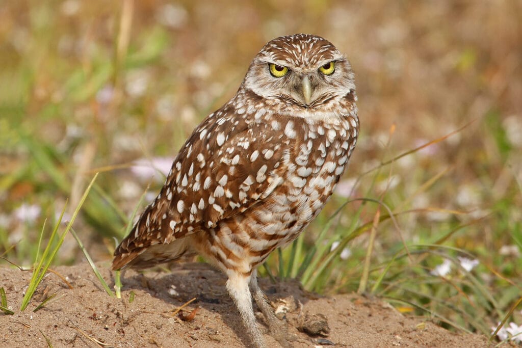 burrowing owl in sun