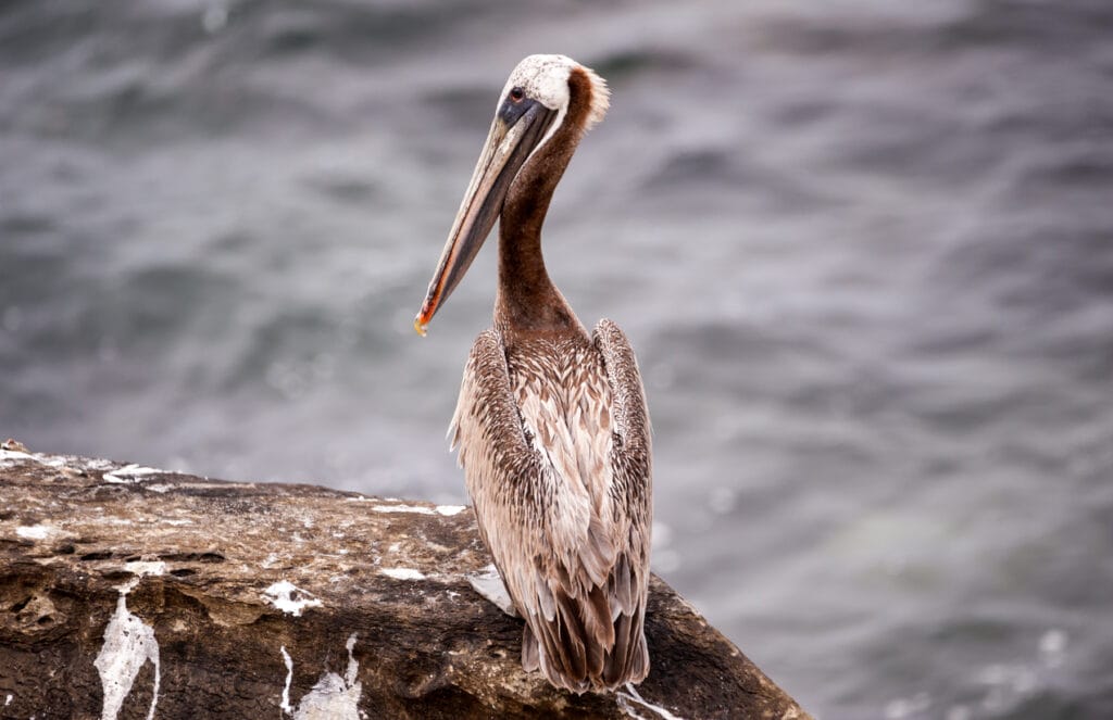 california brown pelican