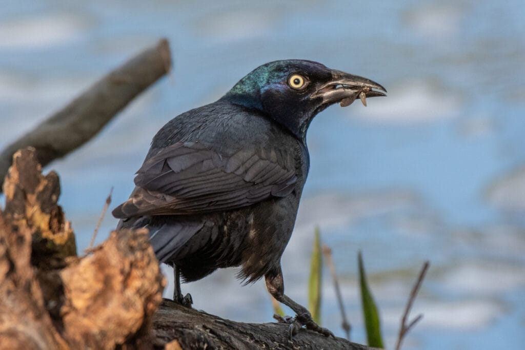 common grackle feeding