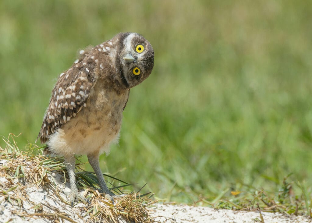 curious burrowing owl