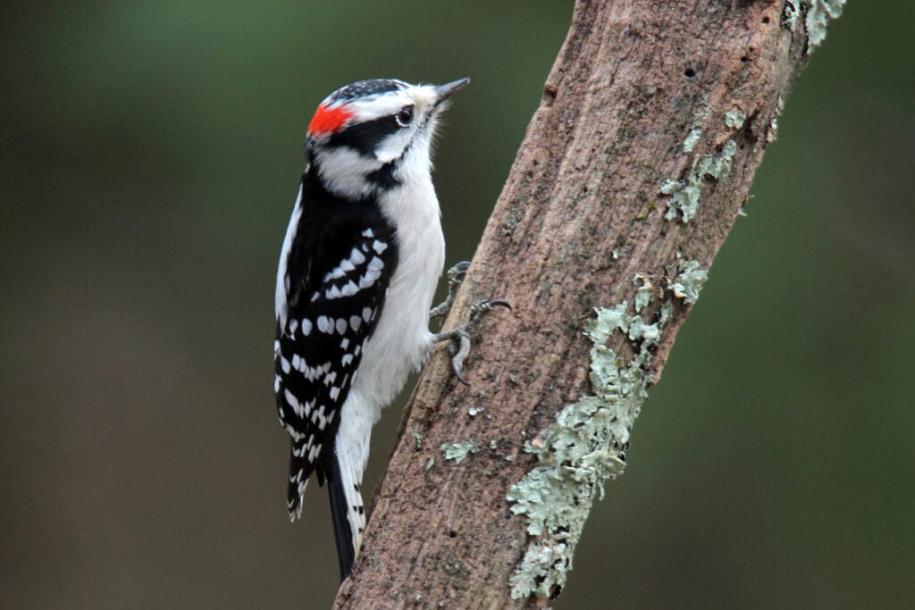 downy woodpecker