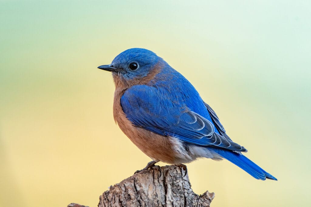 eastern bluebird in florida