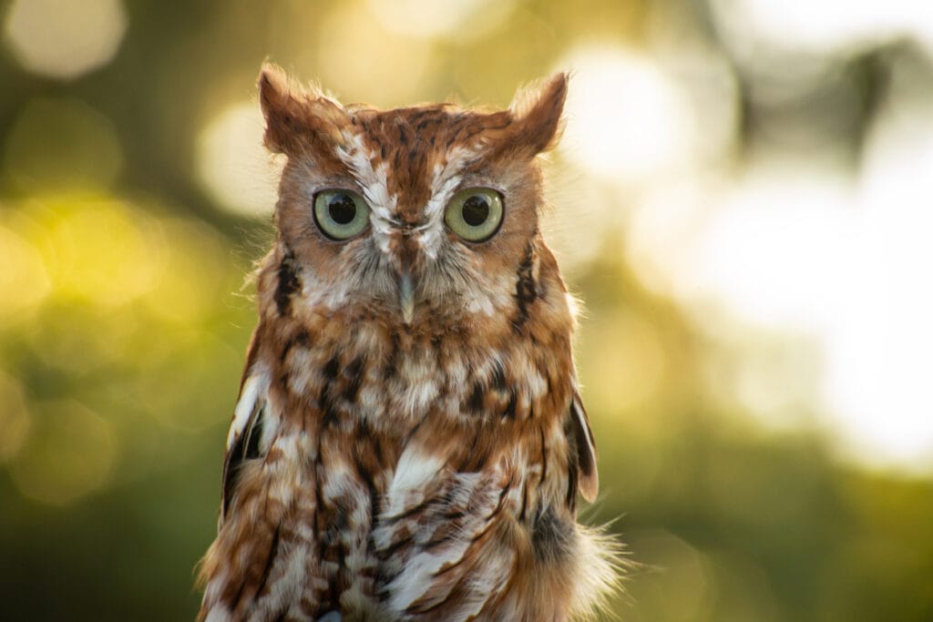 eastern screech owl in pennsylvania