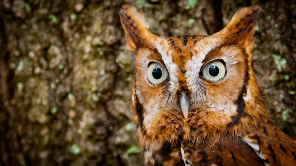 eastern screech owl close up