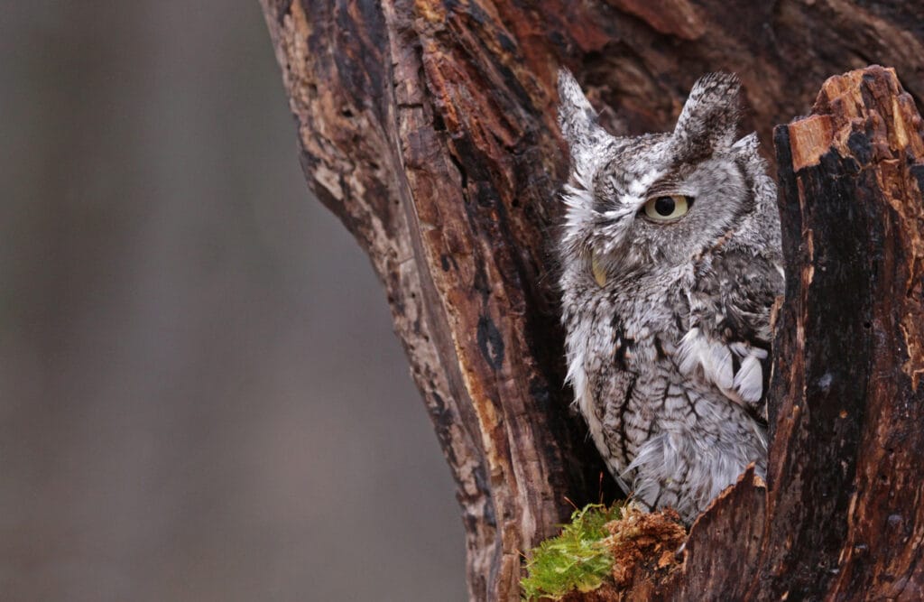 eastern screech owl in indiana