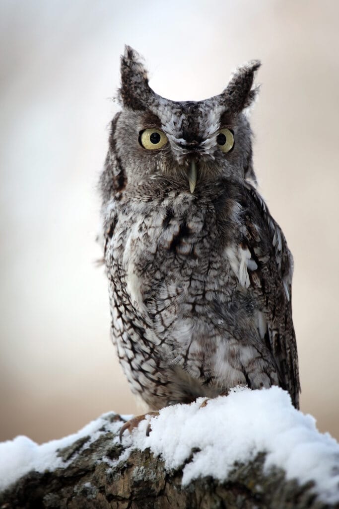 eastern screech owl perched