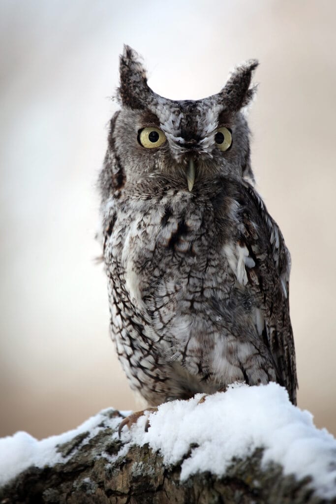 eastern screech owl