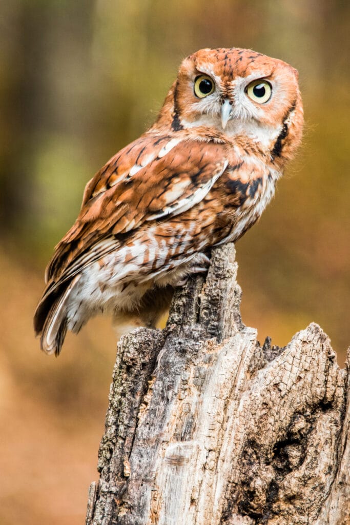 eastern screech owl stump
