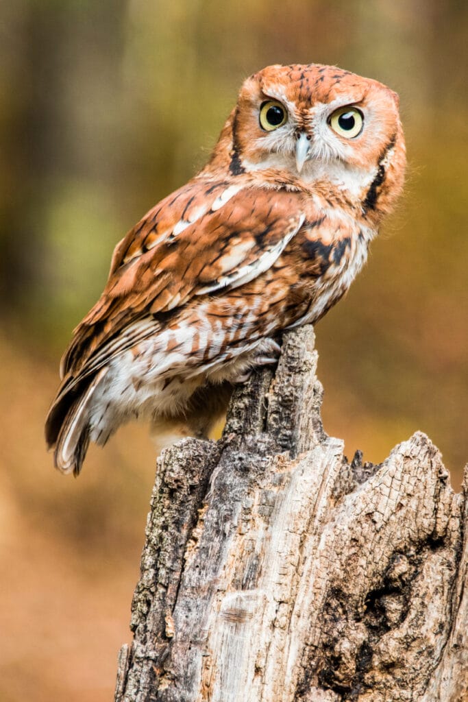 Eastern Screech Owl Perched