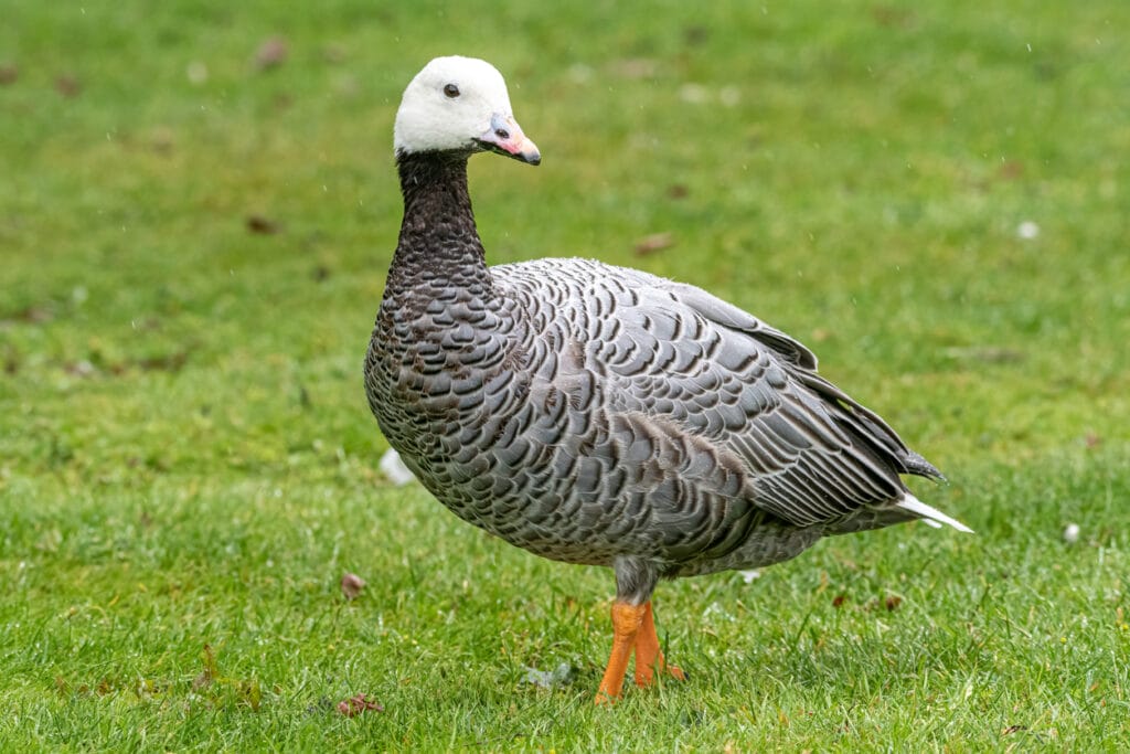 emperor goose in grass