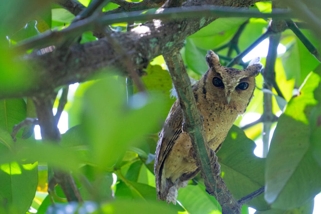 flammulated owl in colorado