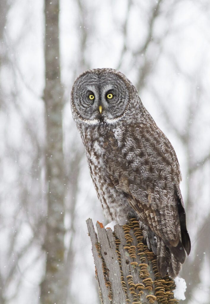 Great grey owl in new hampshire
