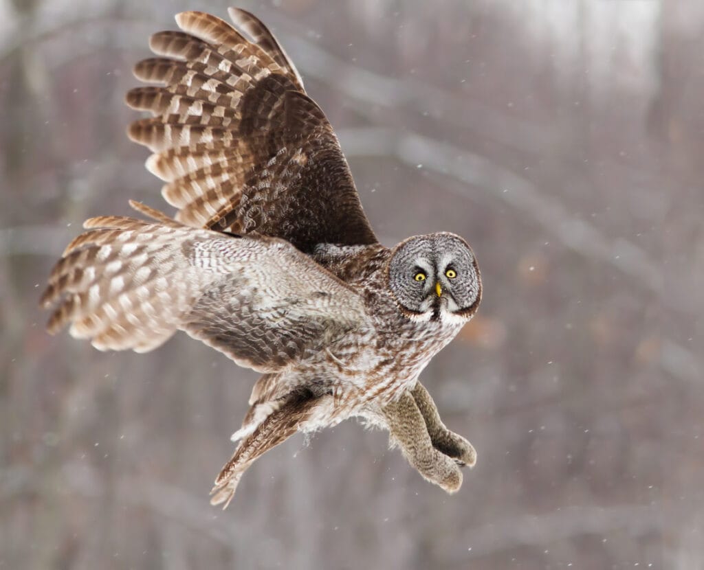 great grey owl in maine