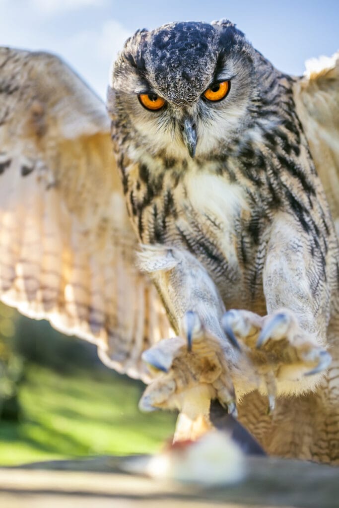 great horned owl in southern california