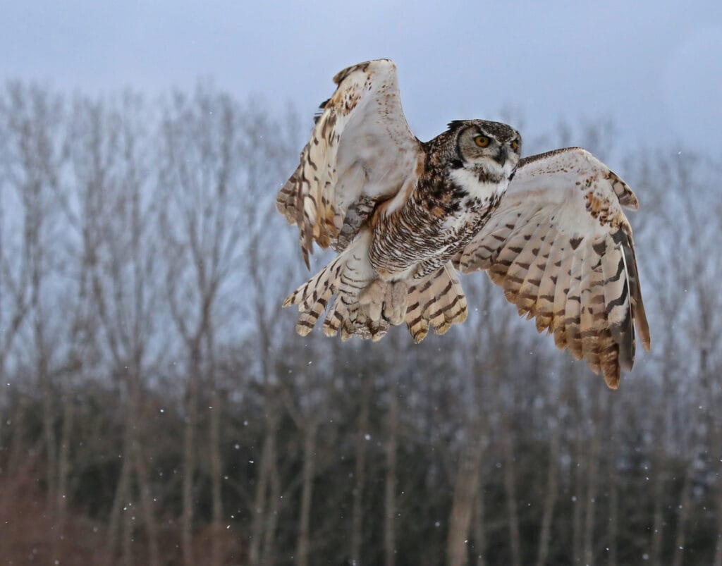 great horned owl flying