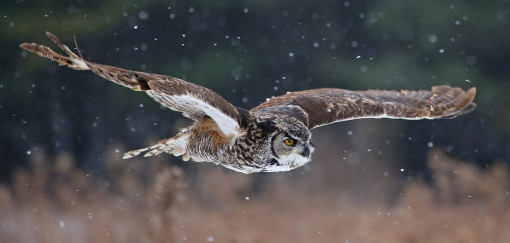 great horned owl gliding
