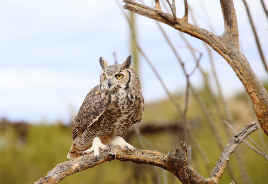 great horned owl in a dead tree