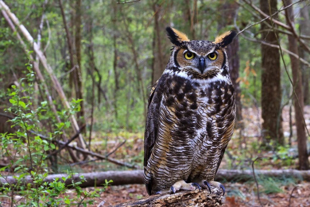 great horned owl in connecticut