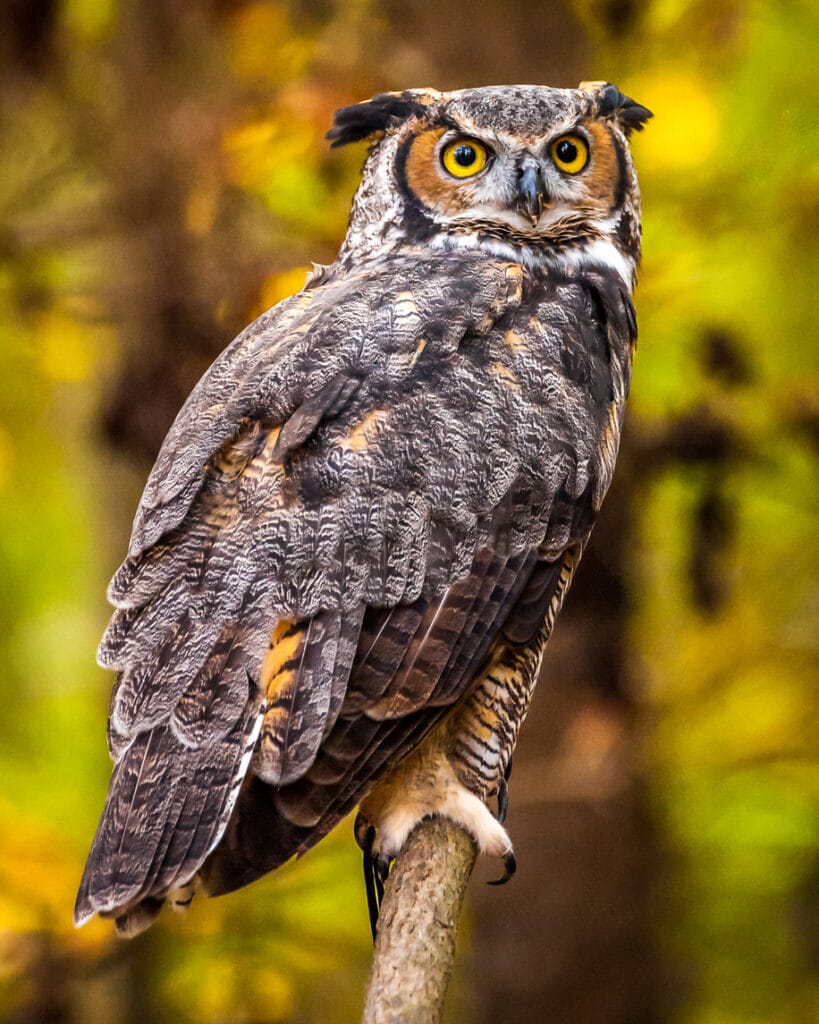 great horned owl in missouri