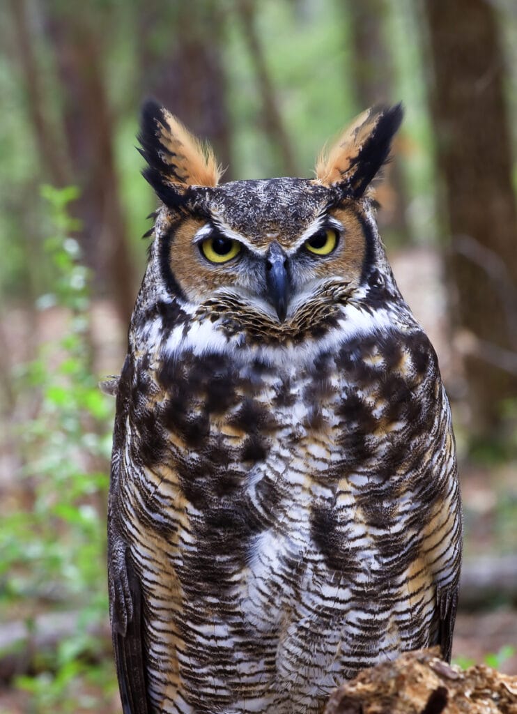 great horned owl in new jersey