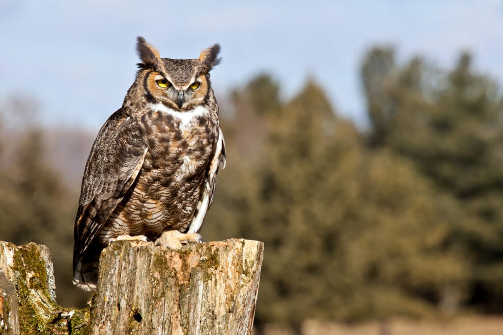 great horned owl on stump