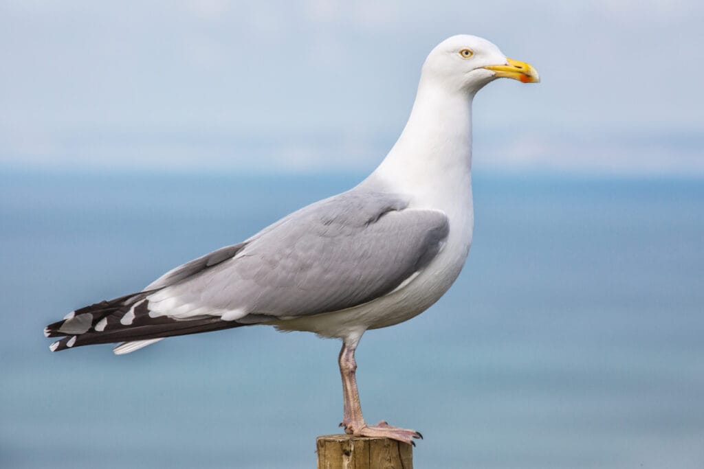 herring gull