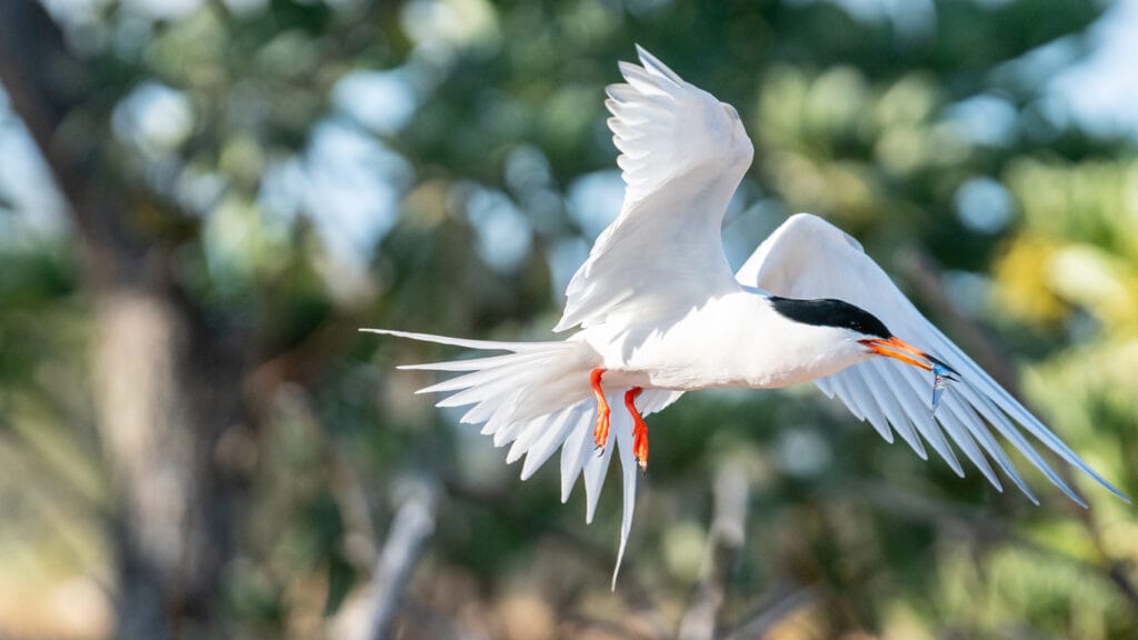 roseate tern