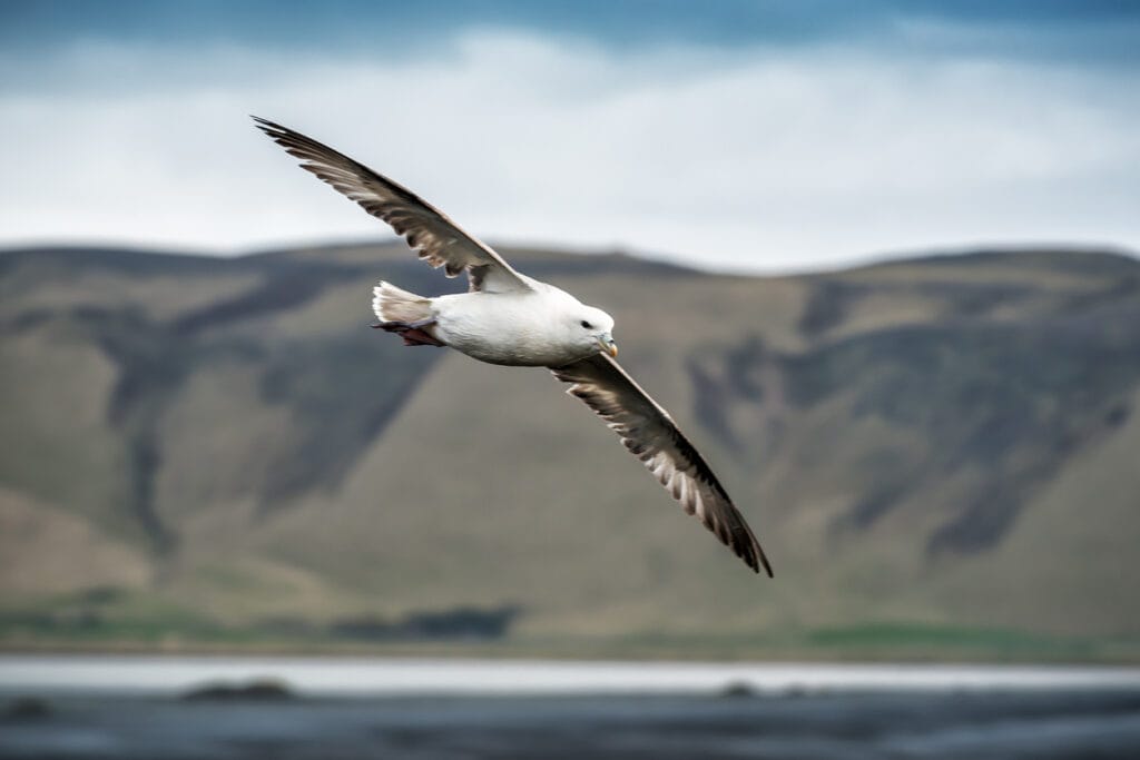 iceland gull flying
