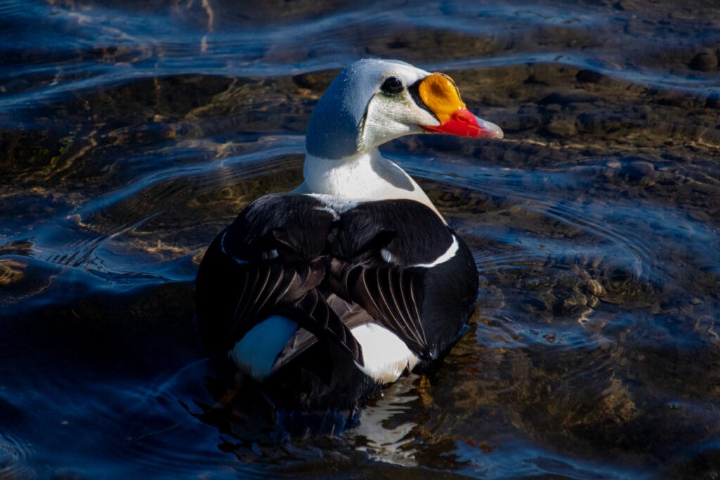 king eider swimming