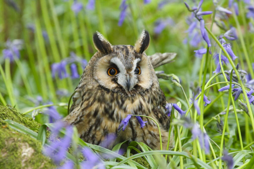 long eared or cat owl