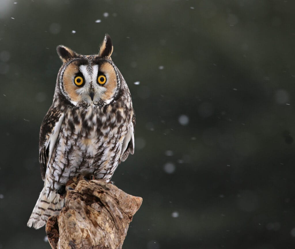 long eared owl