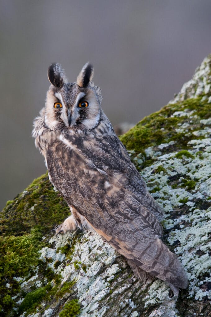 long eared owl on a mossy tree