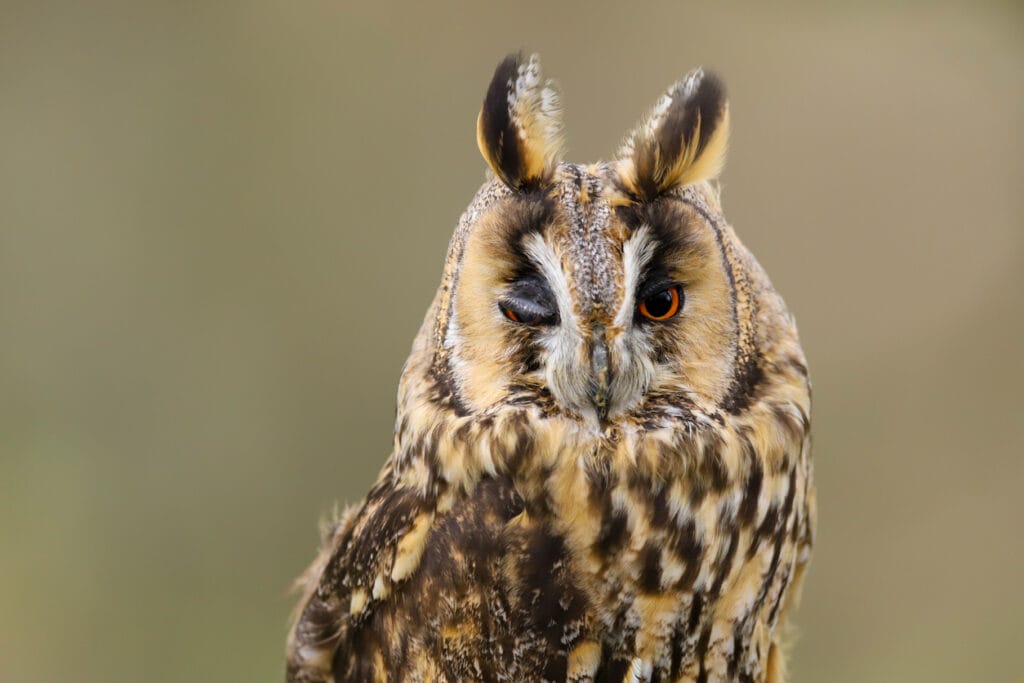 long eared owl close up