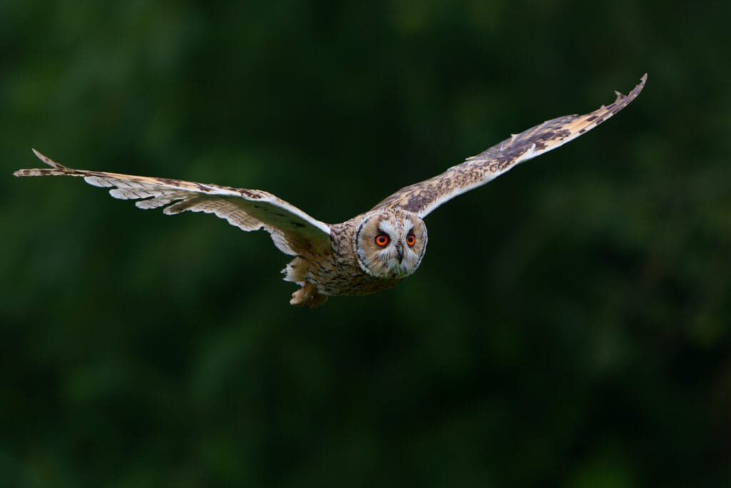 long eared owl flying