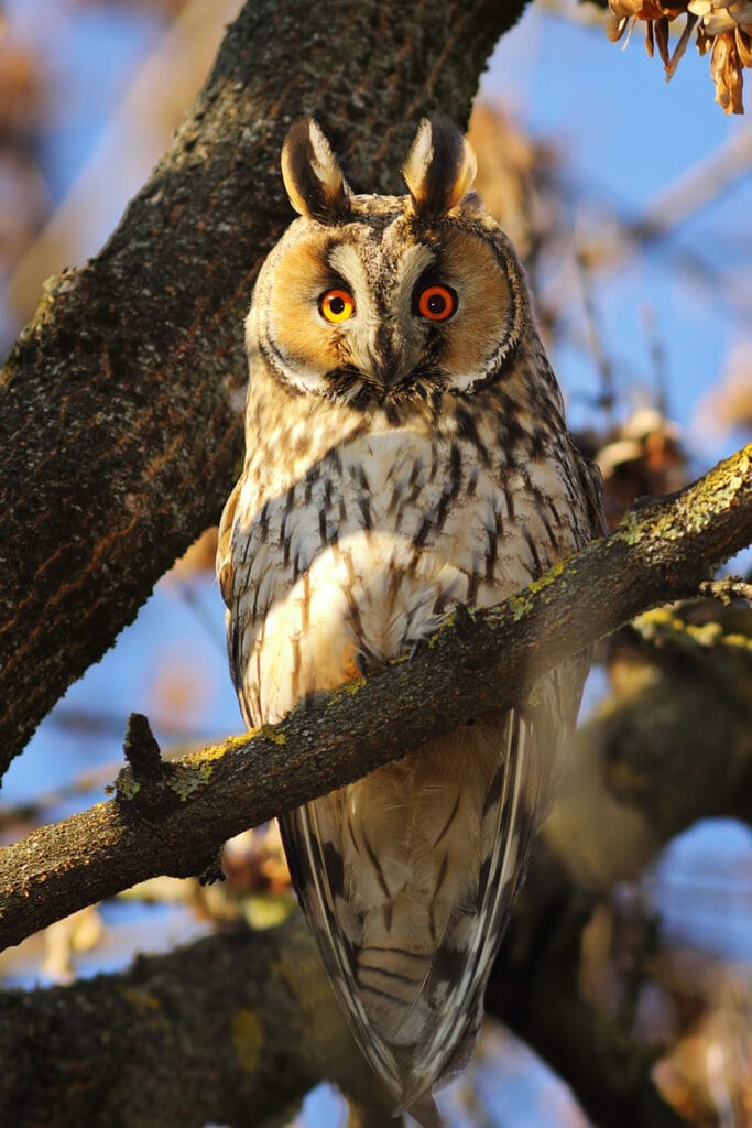 long eared owl in a tree perched