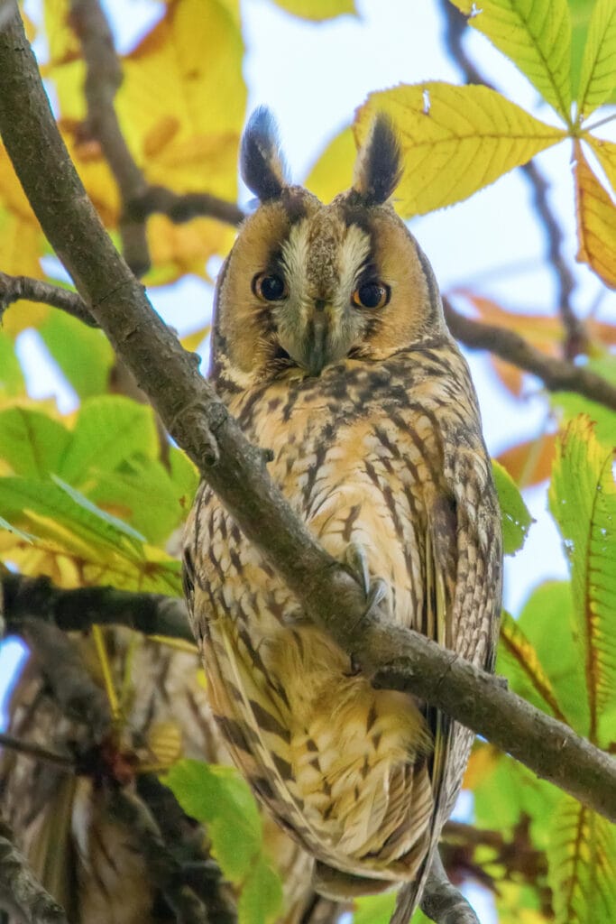long eared owl in indiana