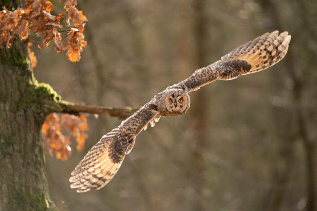 long eared owl in maryland