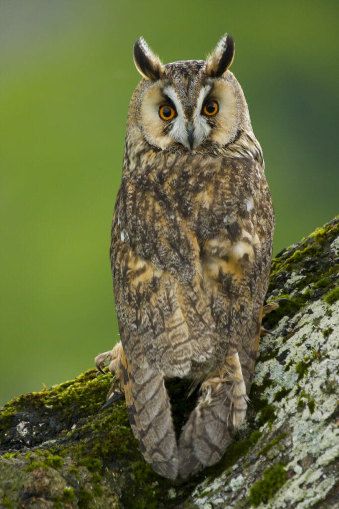 long eared owl on a tree